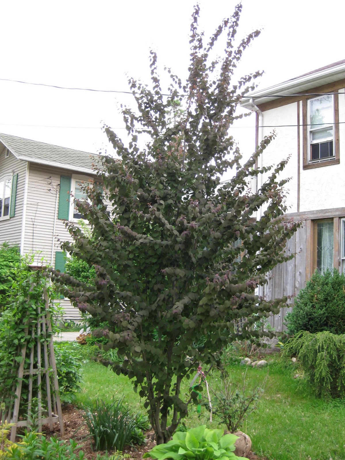 Cercidiphyllum japonicum 'Rotfuchs'